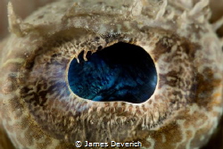 Crocodile fish eye
no crop by James Deverich 
